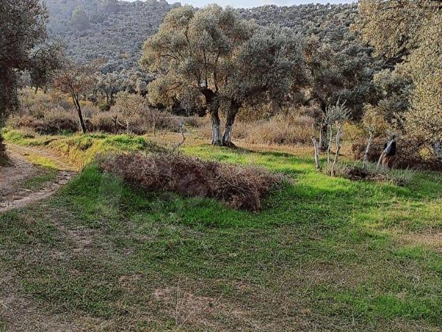 Milas, Muğla içerisinde satılık mülk