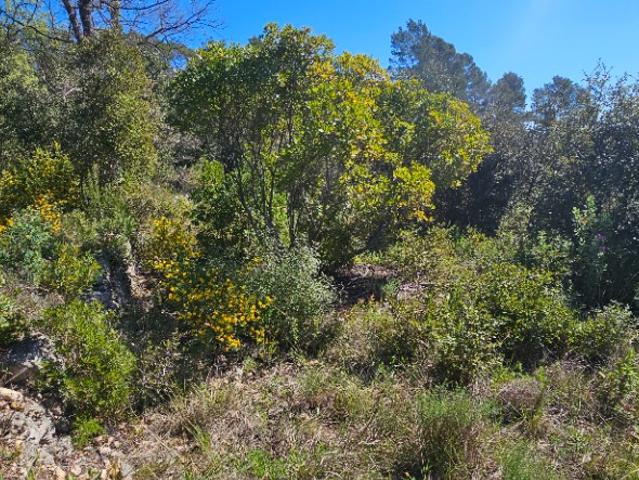 Terrain vente à Arrondissement de Draguignan, Bagnols-en-forêt