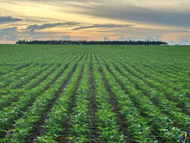 Sítio e chácara venda em Região Geográfica Imediata de Confresa - Vila Rica, Confresa