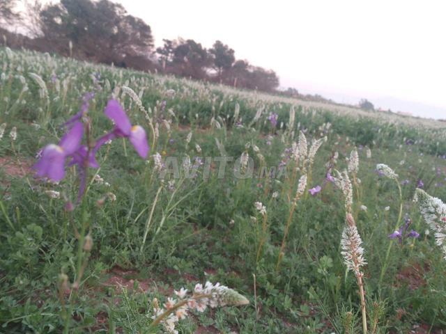 Propriété vente à Oued ed Dahab-Lagouira