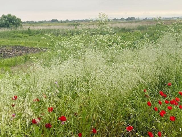 Kulak, Manyas içerisinde satılık Arsa