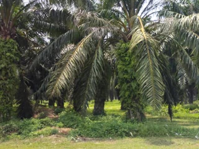 Shop for sale in Baling, Kedah