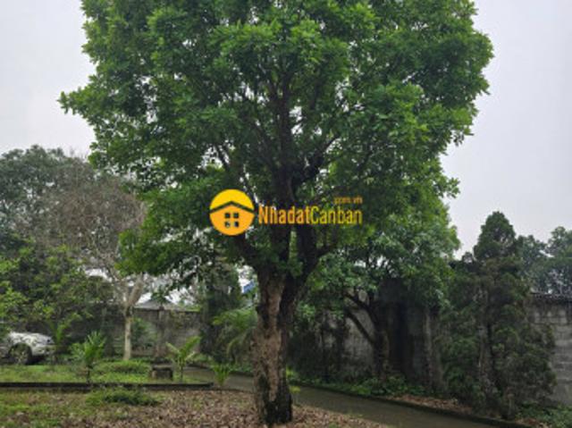 Mặt bằng bán
