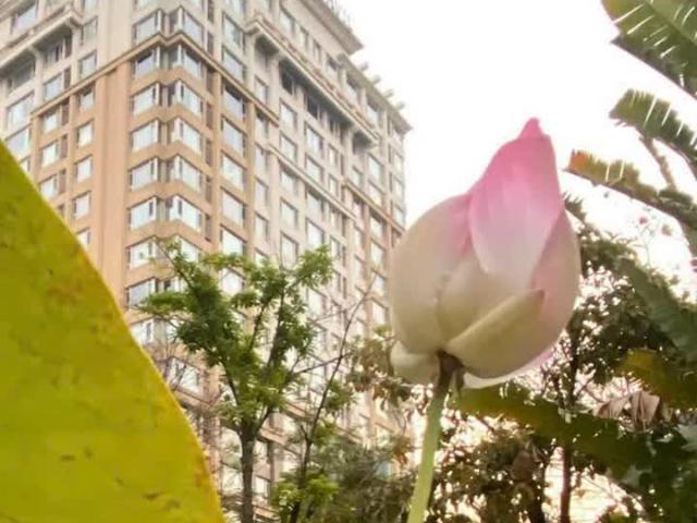 Căn hộ bán tại Thủ Đức, Hồ Chí Minh