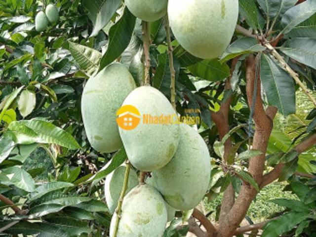 Mặt bằng bán