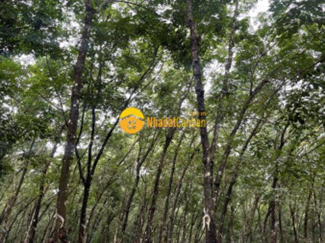 Mặt bằng bán