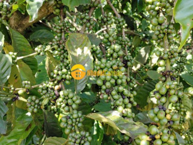 Mặt bằng bán