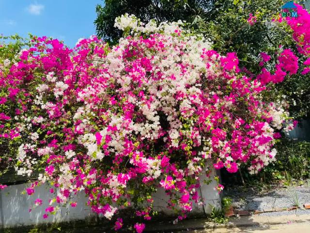 Nhà bán tại Thủ Đức, Hồ Chí Minh