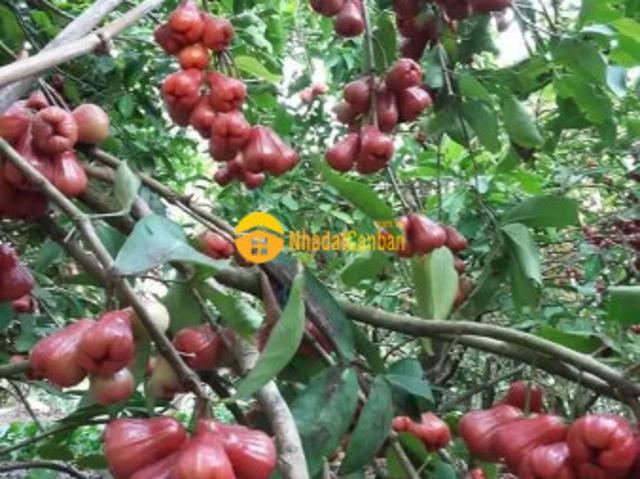 Mặt bằng bán