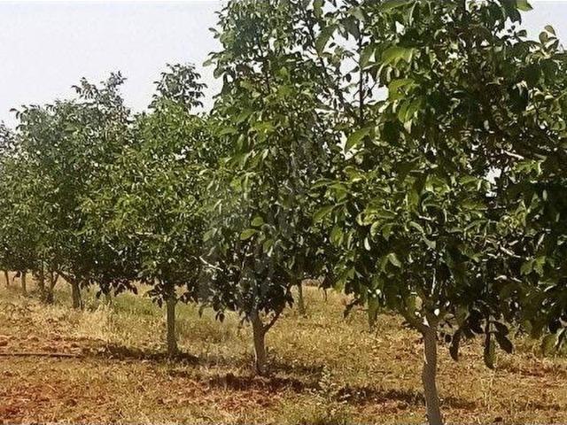 Yeniziraatli Mahallesi, Bandırma içerisinde satılık Arsa