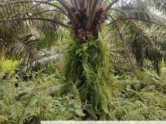 Shop for sale in Banting, Selangor