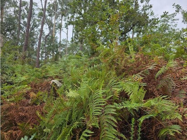 Terreno venda em Arcozelo, Braga