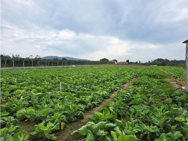 Terreno venda em Fornelos, Arcozelo