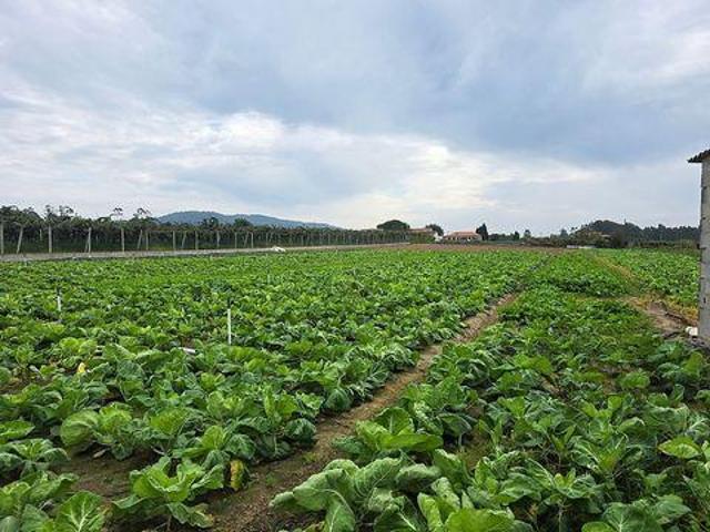 Terreno venda em Fornelos, Arcozelo