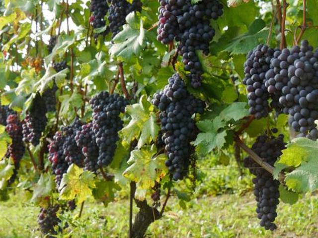 Terreno in vendita a Piemonte, Cuneo