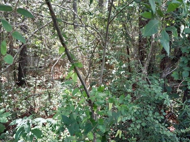 Land for sale in Pineville Land for sale in Pineville