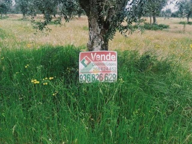 Terreno venda em Ponte De Sor, Portalegre