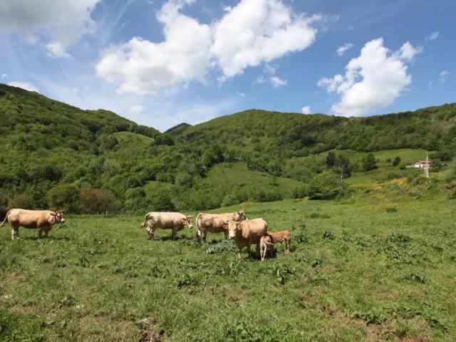 Apartamento en alquiler en Larraun-Leitzaldea, Navarra