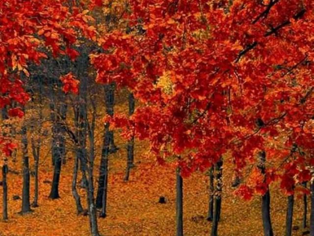 Commercial for rent in Faisalabad, Islamabad Capital Territory