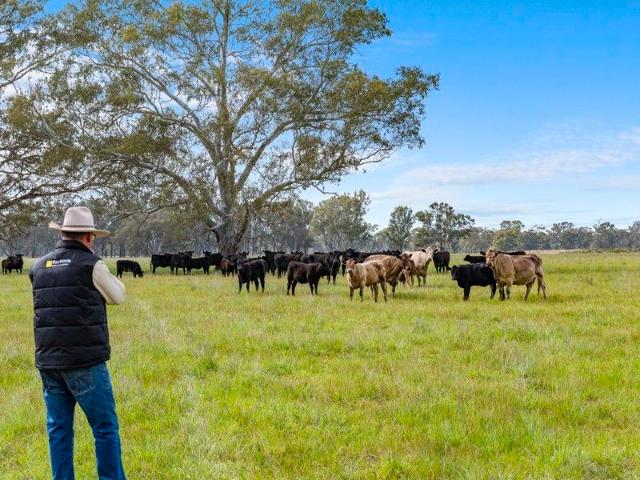 Cottage for sale in Tarnook, Victoria