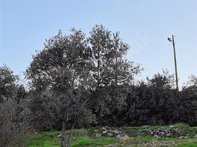 Milas, Muğla içerisinde satılık Arsa