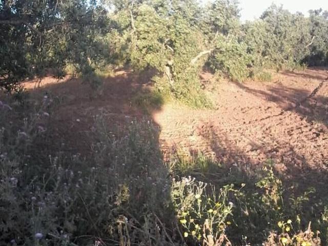 Terrain vente à Bir Mcherga