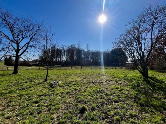 Grundstück kaufen in St. Georgen bei Salzburg, Oberösterreich