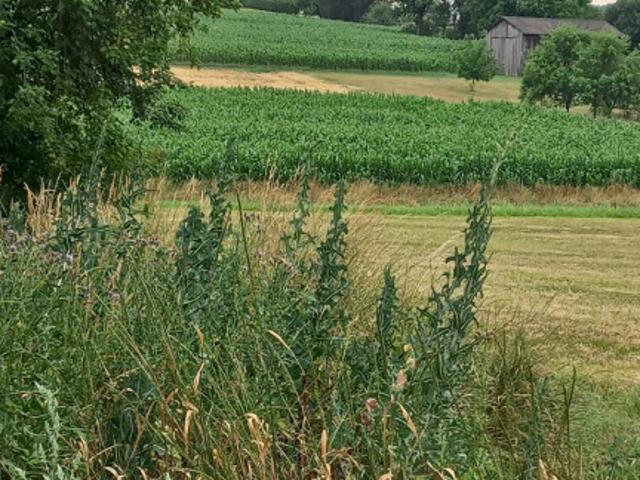 Bauernhaus kaufen in Kohfidisch, Burgenland