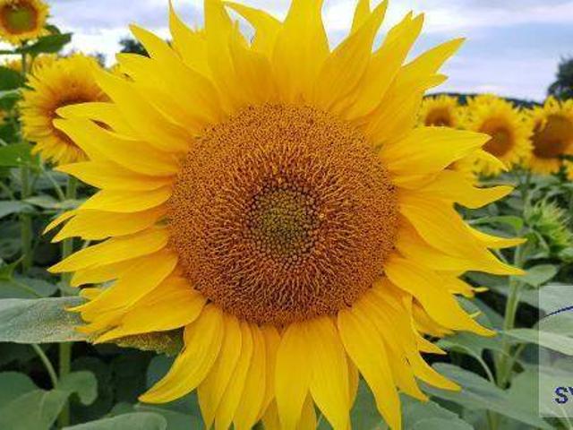 Haus kaufen in Edling, Spittal an der Drau