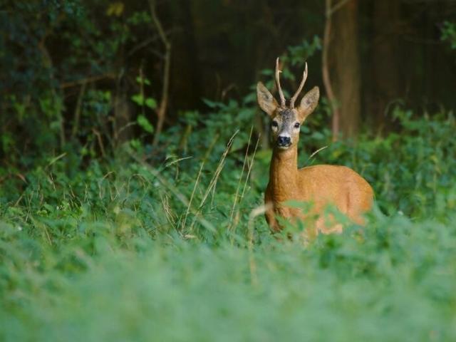 Bauernhaus kaufen in Gersdorf-Feistritz, Steiermark