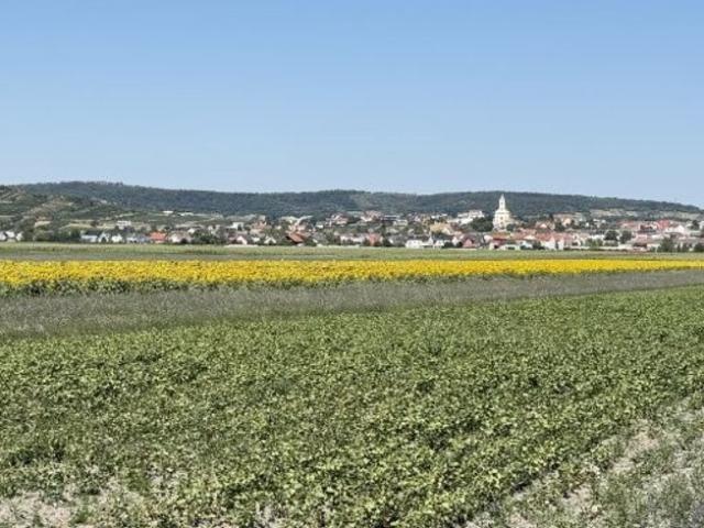 Grundstück kaufen in Jois, Burgenland