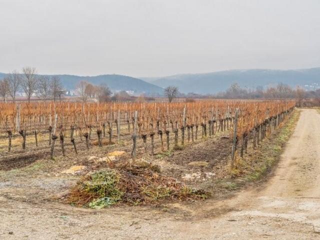 Grundstück kaufen in Sooß, Niederösterreich