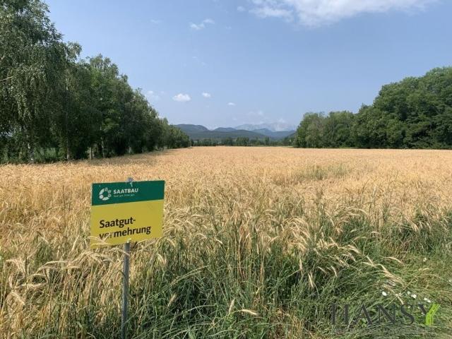 Grundstück kaufen in Willendorf, Niederösterreich