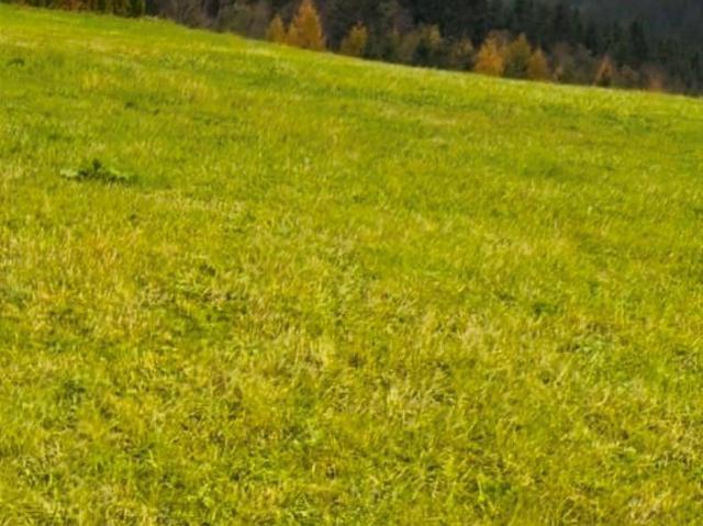 Immobilie kaufen in Vorderlanersbach, Tux