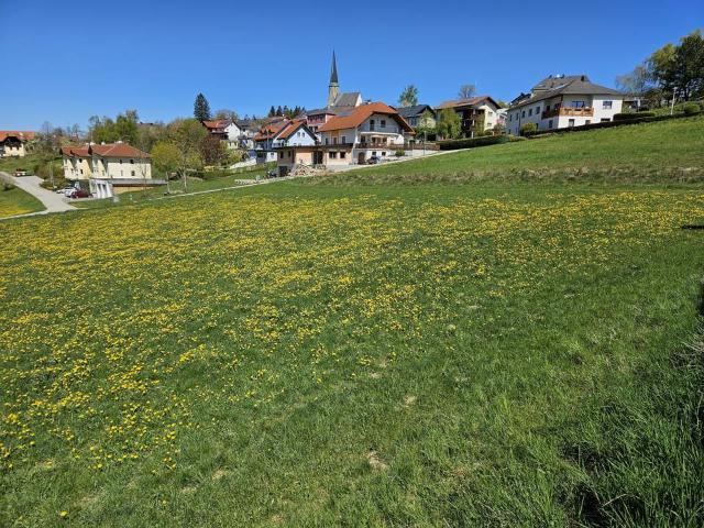 Grundstück kaufen in Perg, Oberösterreich