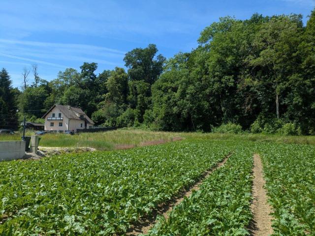 Immobilie kaufen in Hiesendorf, Enns