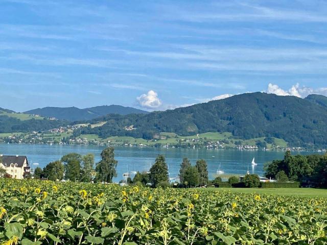 Immobilie kaufen in Nussdorf, Nußdorf am Attersee