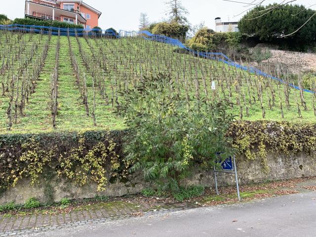Erdgeschosswohnung mieten in Alf, Rheinland-Pfalz
