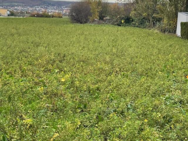 Grundstück kaufen in Trausdorf an der Wulka, Burgenland