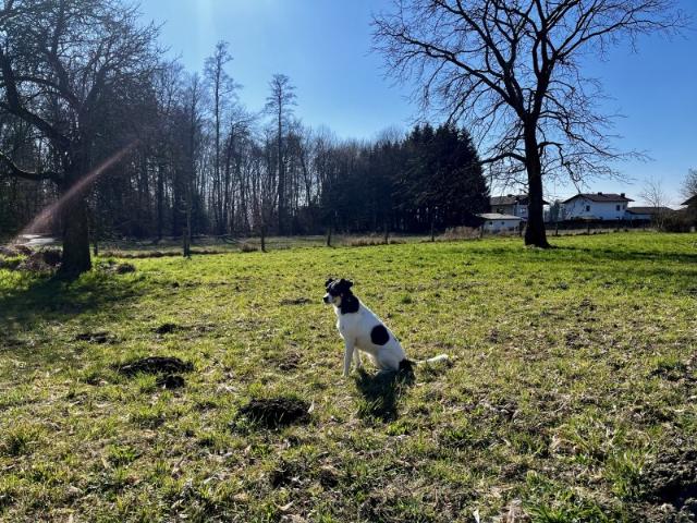 Grundstück kaufen in St. Georgen bei Salzburg, Oberösterreich