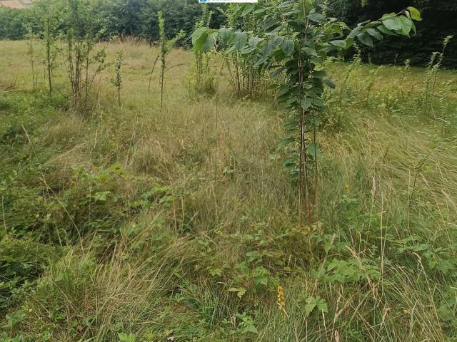 Grundstück kaufen in Bad Tatzmannsdorf, Burgenland