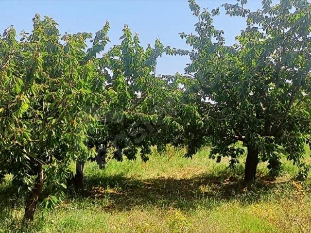 Bayindir, İzmir içerisinde satılık mülk