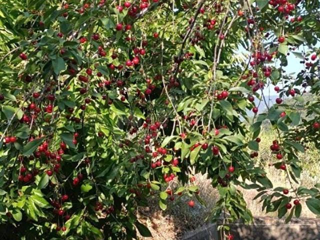 Bayindir, İzmir içerisinde satılık Arsa