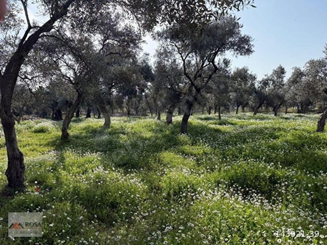 Bayindir, İzmir içerisinde satılık mülk