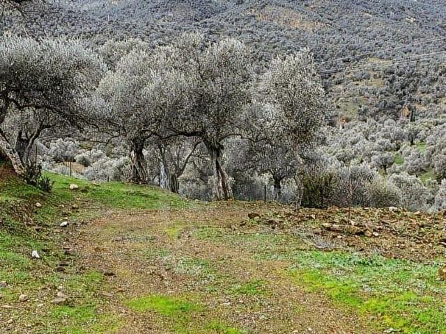 Bayindir, İzmir içerisinde satılık mülk