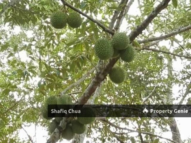 Property for sale in Langkawi, Kedah