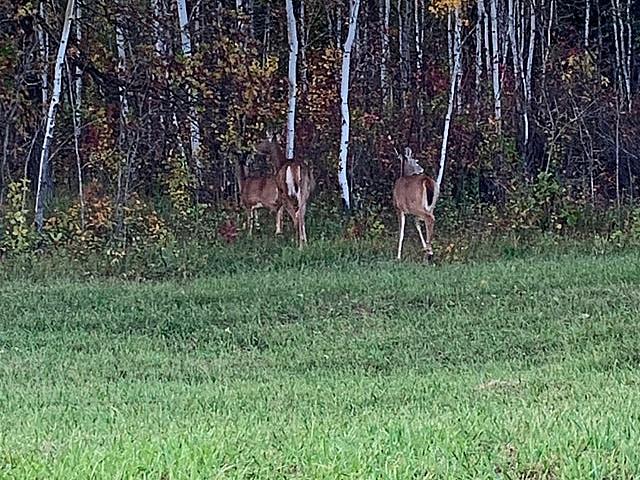 Land for sale in East St. Paul, Manitoba