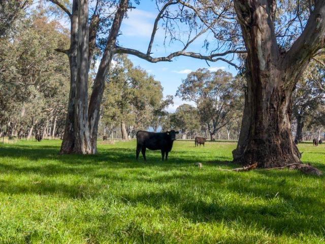 Cottage for sale in Barwite, Victoria