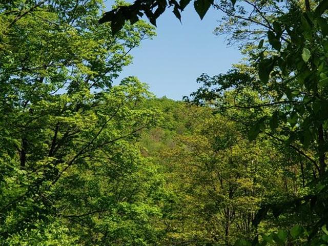 Land for sale in Roxbury, Vermont