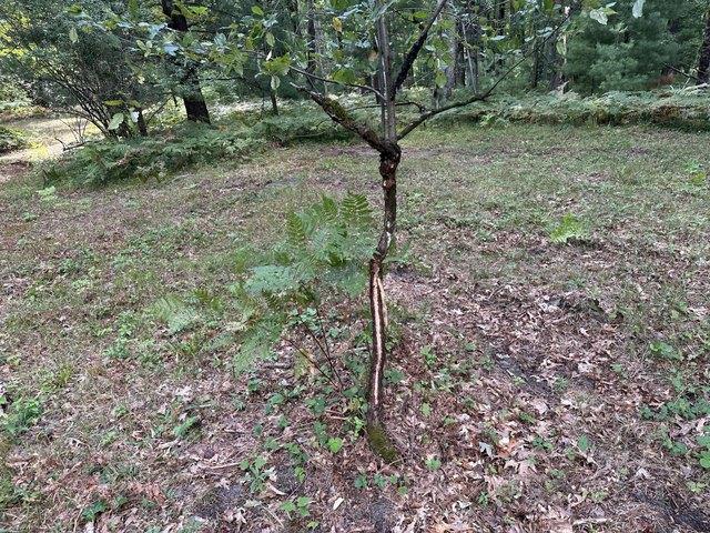 Land for sale in Bitely, Lilley Township